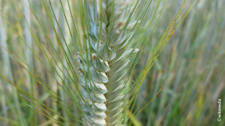 Laisser pousser – mais comment ?